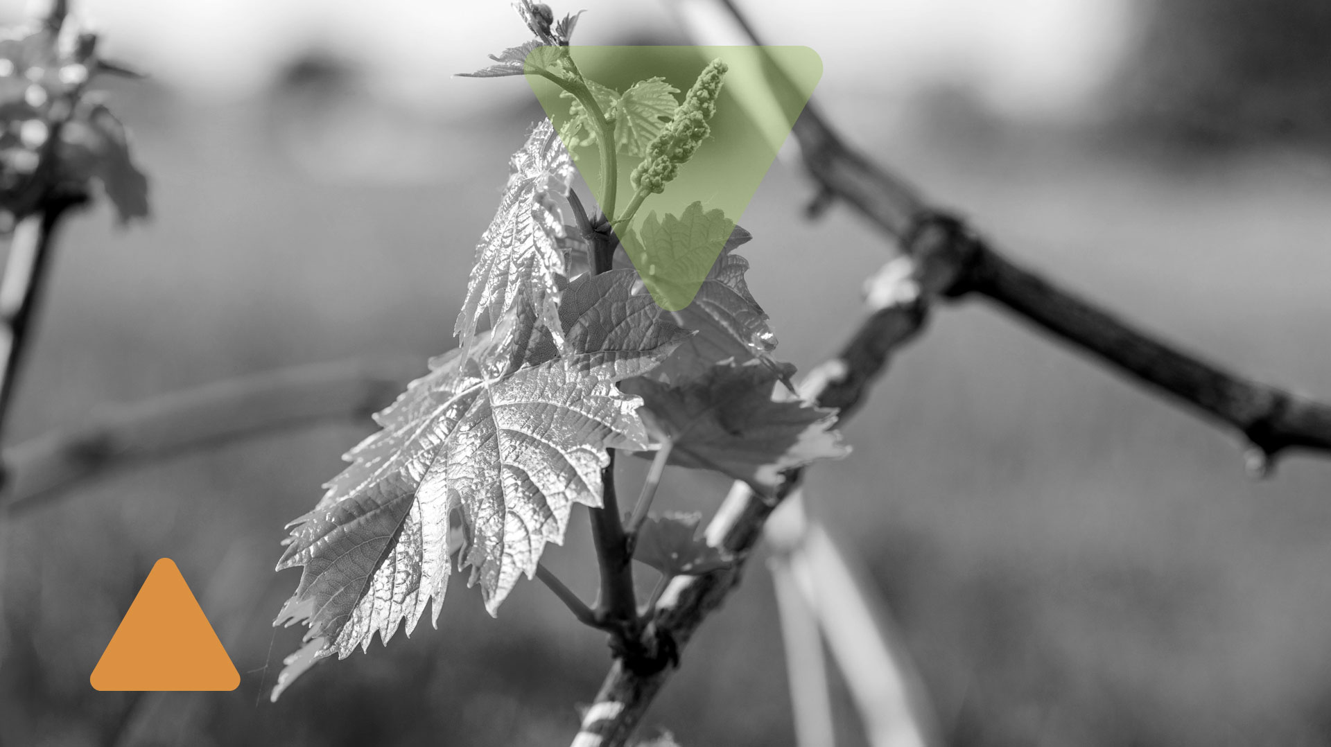 La lotta alla flavescenza dorata della vite con il progetto MI.DI.FEN.DO.